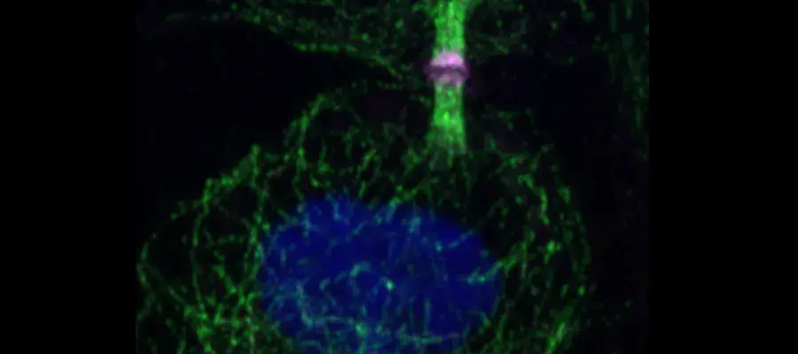 Microscope cell image in blue and green