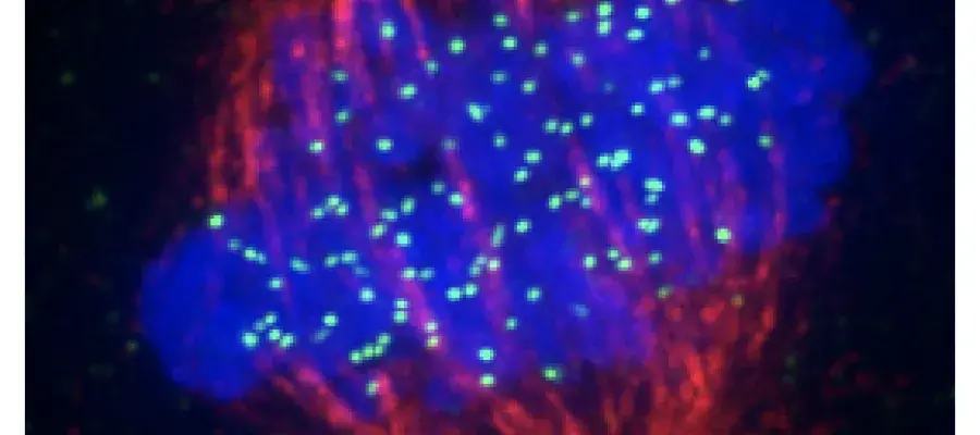 Mitotic spindle, the cell division machinery made of microtubule filaments, attaching to the centromeres to segregate identical copies of the cell’s DNA during cell division 