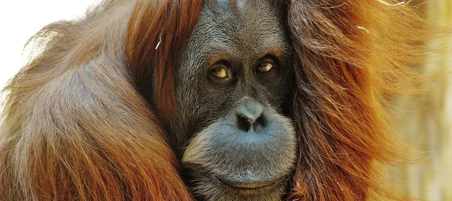 Orang Utan 