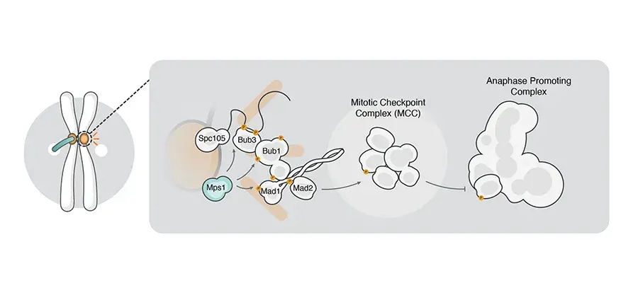SAC pathway illustration, see publication: Bub1 kinase acts as a signalling hub for the entire Cryptococcus neoformans spindle assembly checkpoint pathway