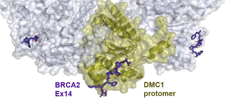  predicted protein structure diagram