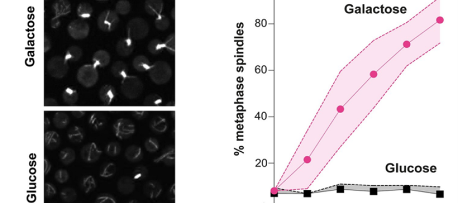 cells and a graph