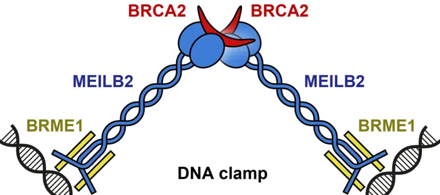 Davies Fig2 2024_9x4b