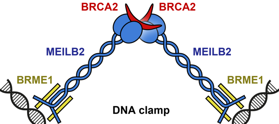 Davies Fig2 2024_9x4b
