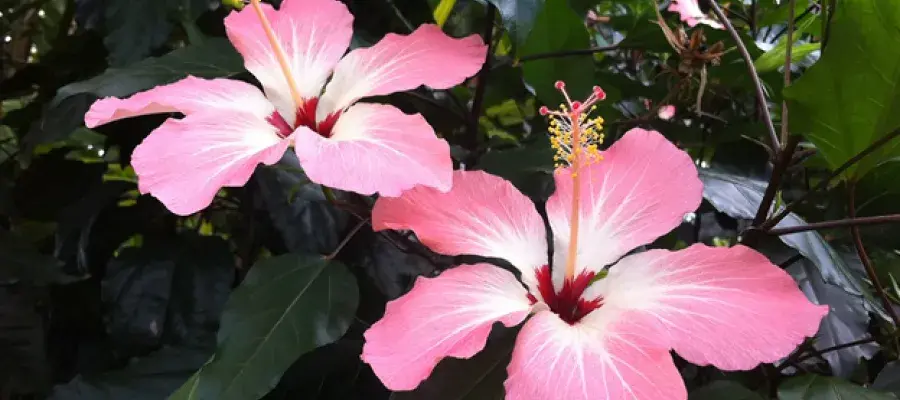 Photo of a Hibiscus plant with large pink flowers