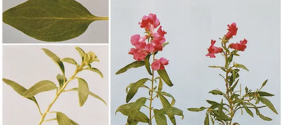 3 photos, a leaf, Antirrhinum stalk with leaves and red Antirrhinum flowers