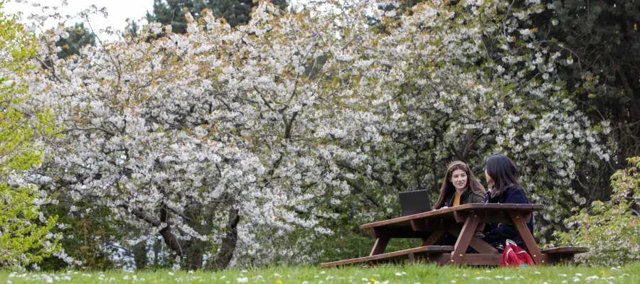 Students sitting an a bench with a tree in blossom behind