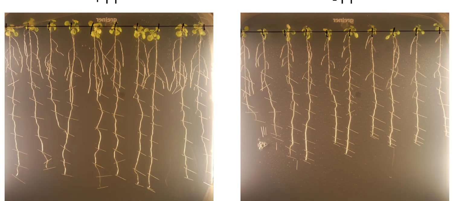 Image caption description describes image