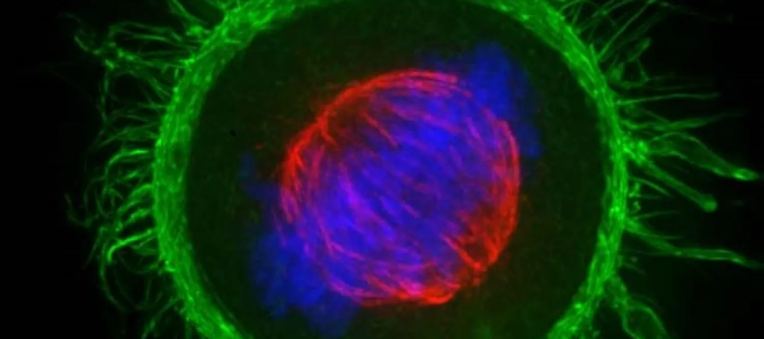 Cell dividing