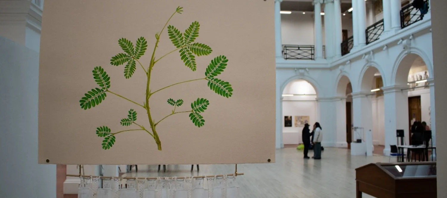 Irene’s study of Mimosa pudica at the PhD Showcase, focus plant of many of her artistic practice through the first year of her PhD.