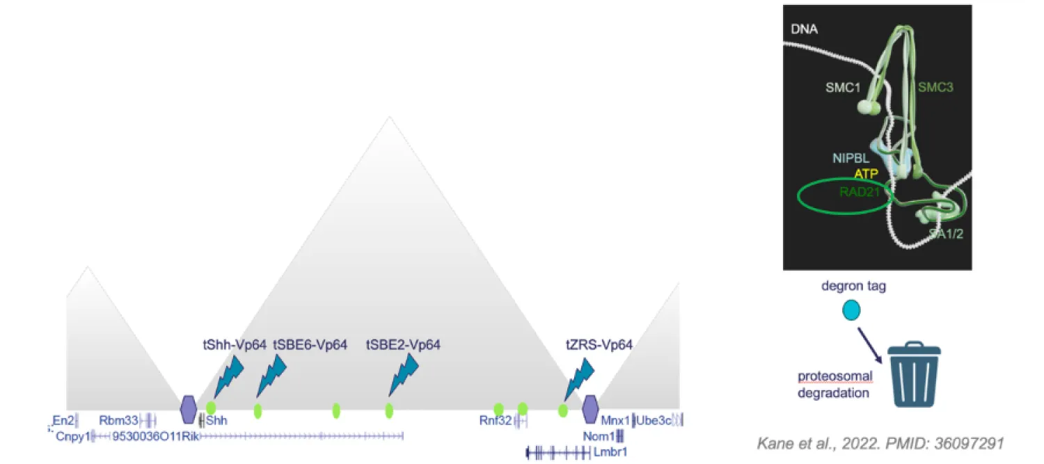 diagram of tunable degradation of transcription factors