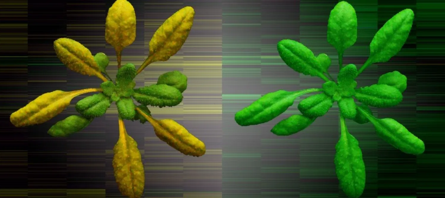 Protein degradation on plants