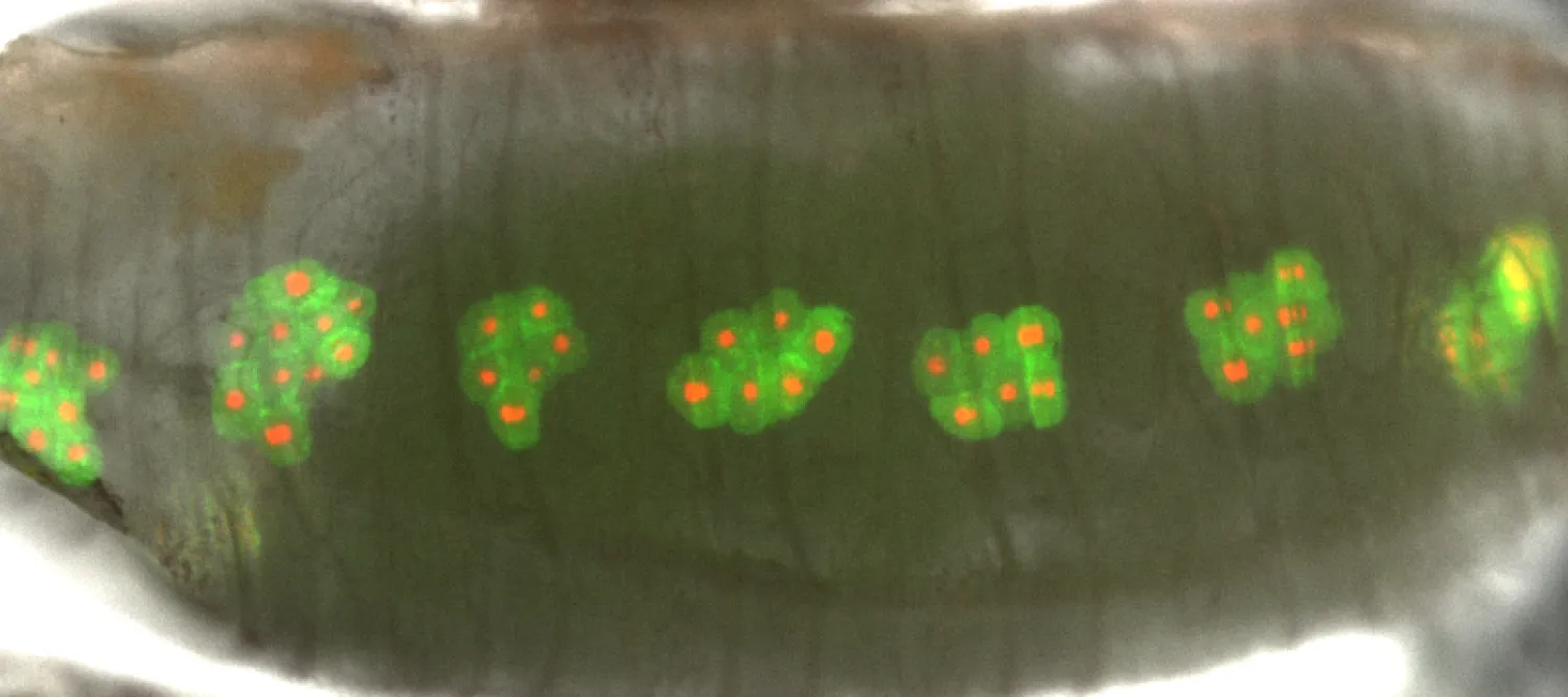 cells stained green and red