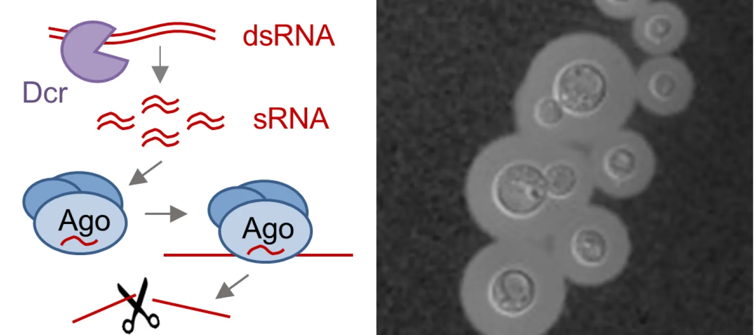 Diagram of RNAi and image of cryptococcus