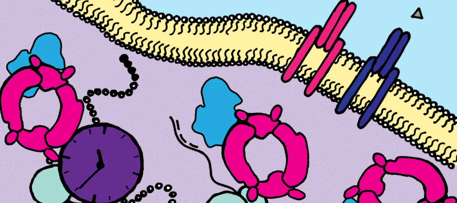 Cartoon of molecular circadian clock mechanism