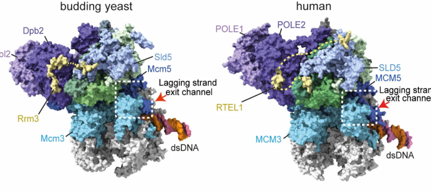 Structural models of budding yeast and human replisomes