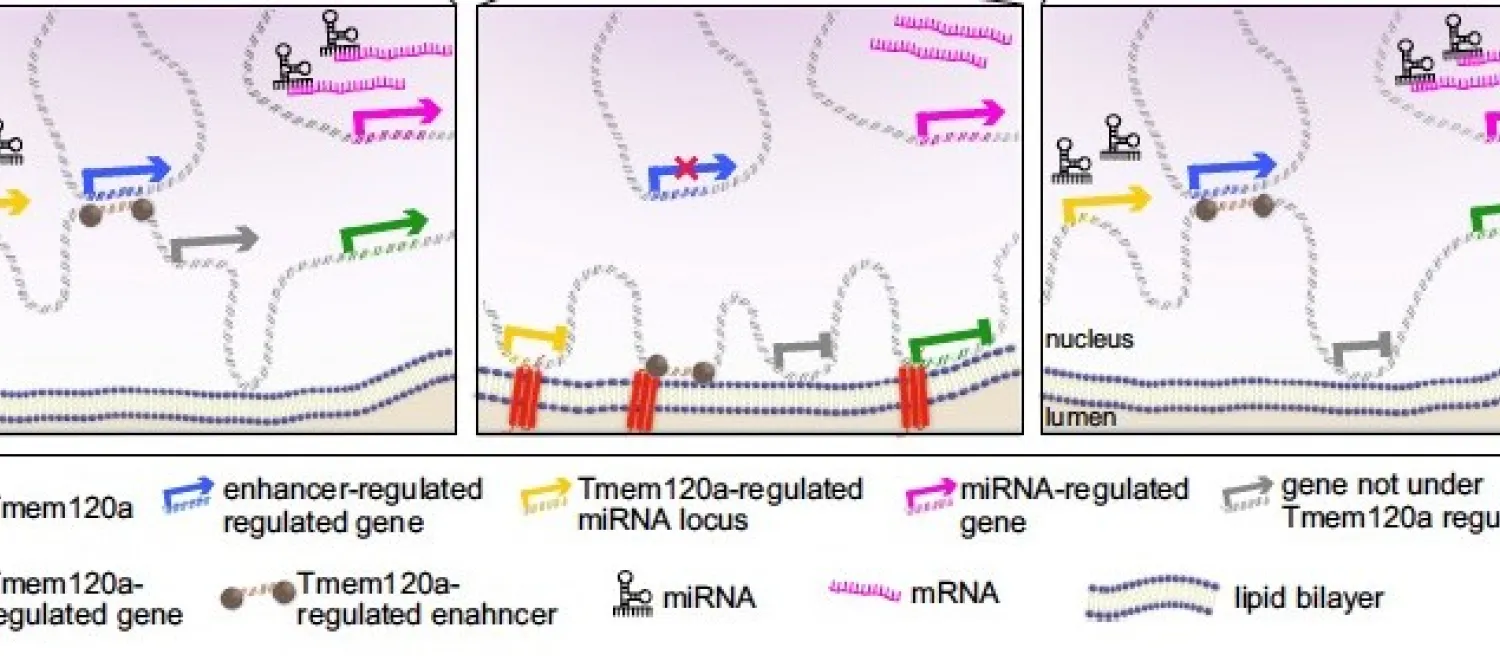 genome organisation in adipogenesis and lipodystrophy