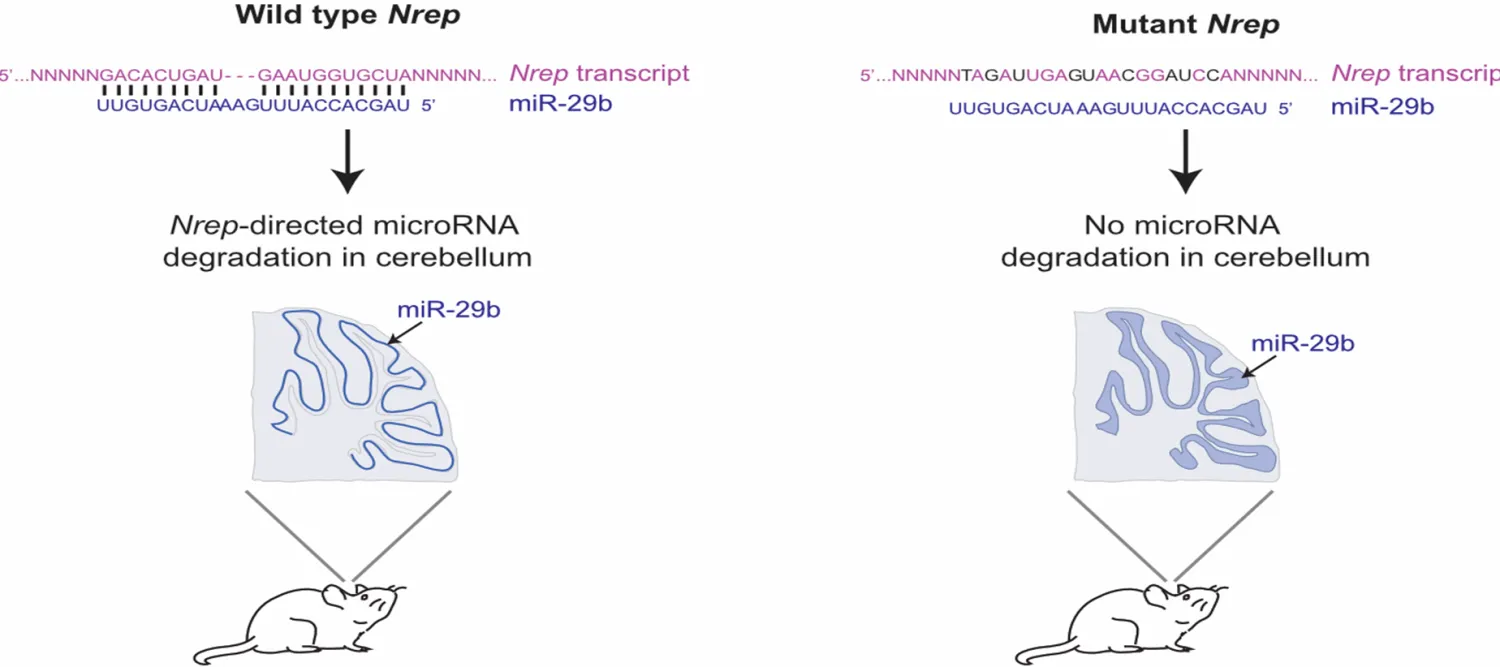 microRNA degradation in the Cerebellum