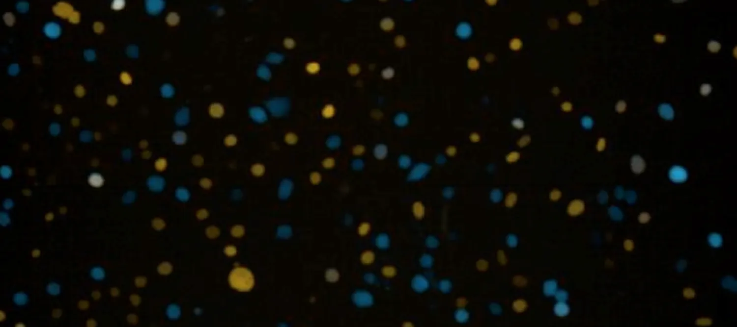 nuclei of cells stained with different colour markers
