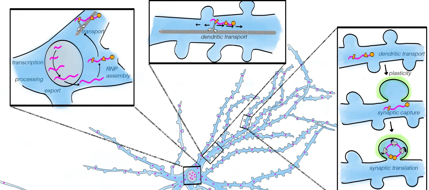 Cartoon of processes in dendrites during learning