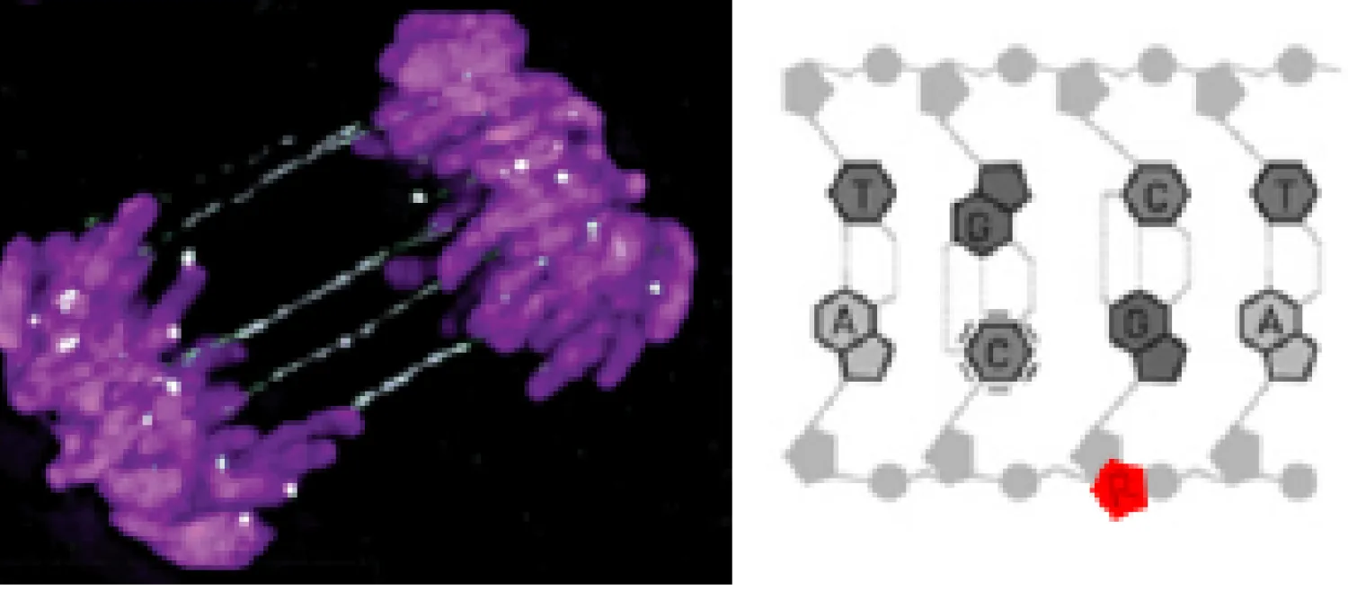 image of chromosome segregation