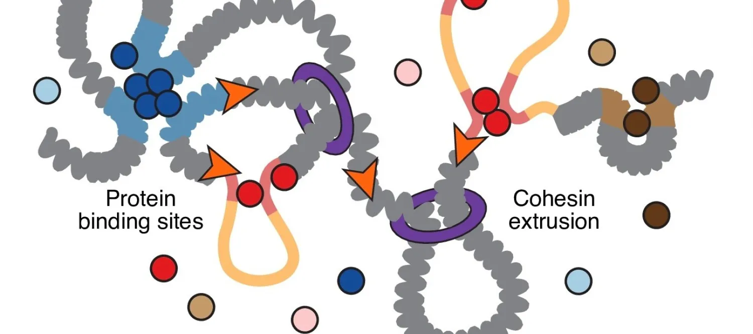 Cartoon of chromosome structure