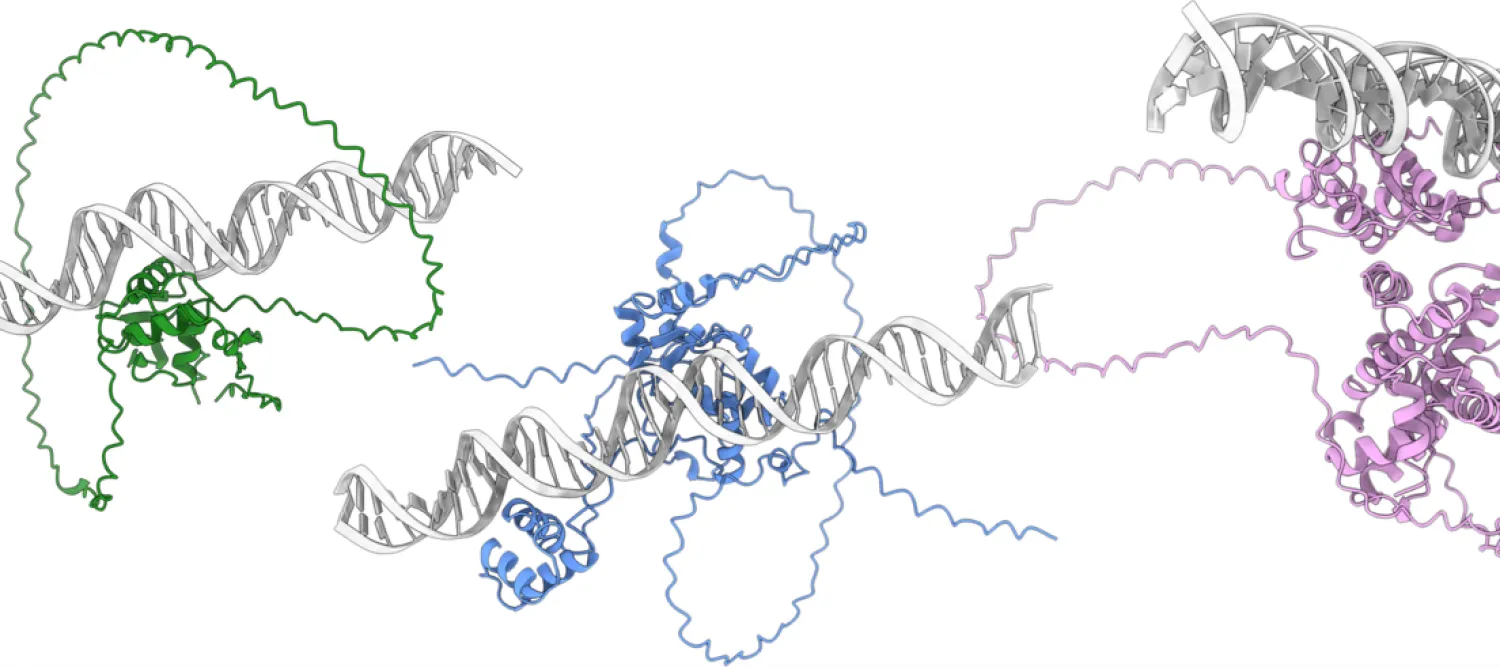 structure diagram of proteins binding DNA