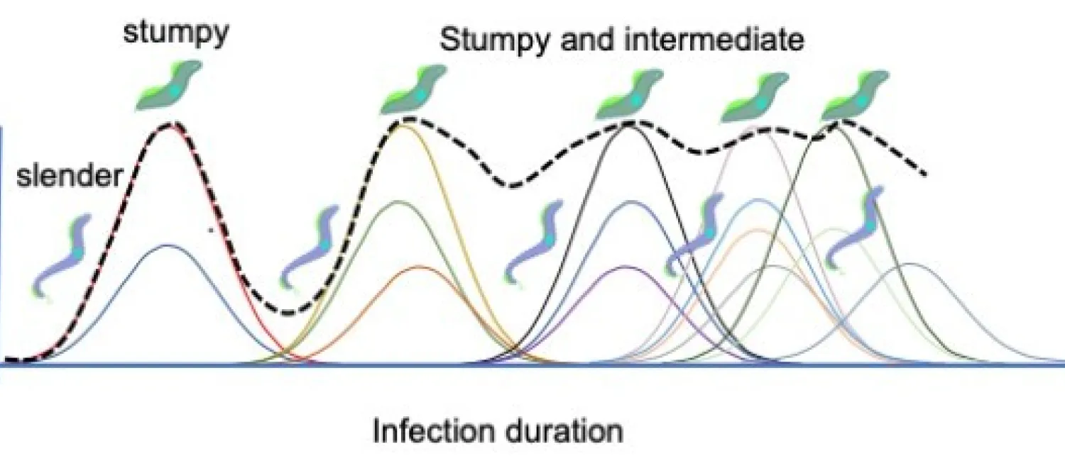 Infections dynamics of Africana Trypanosomes