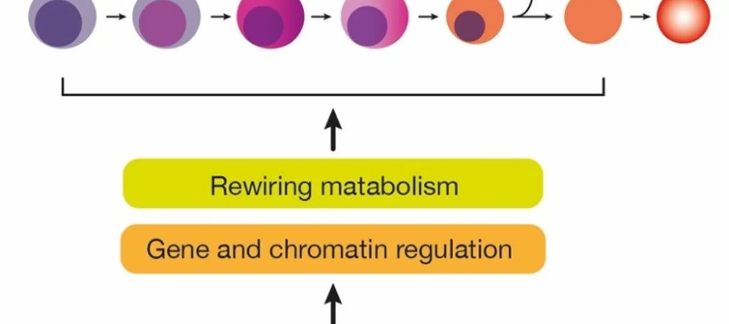 red blood cell differentiation