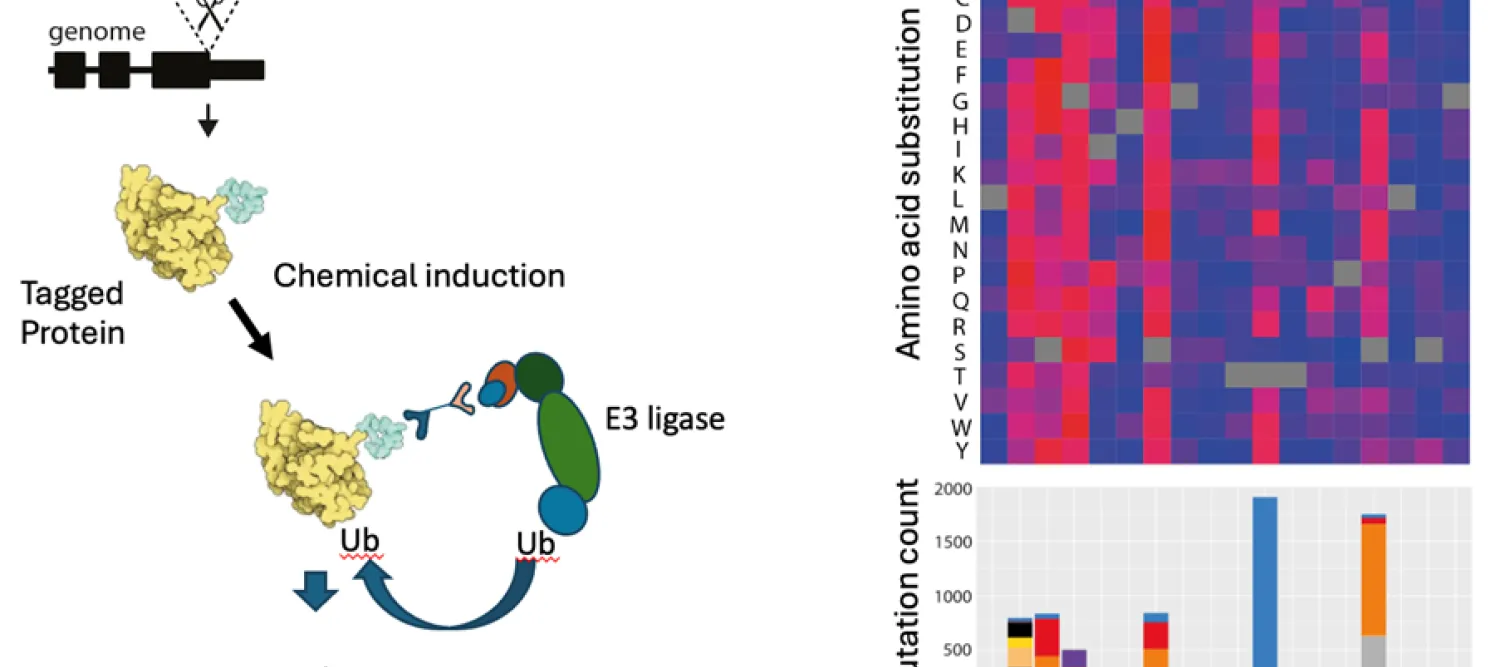 Chemically induced protein degradation