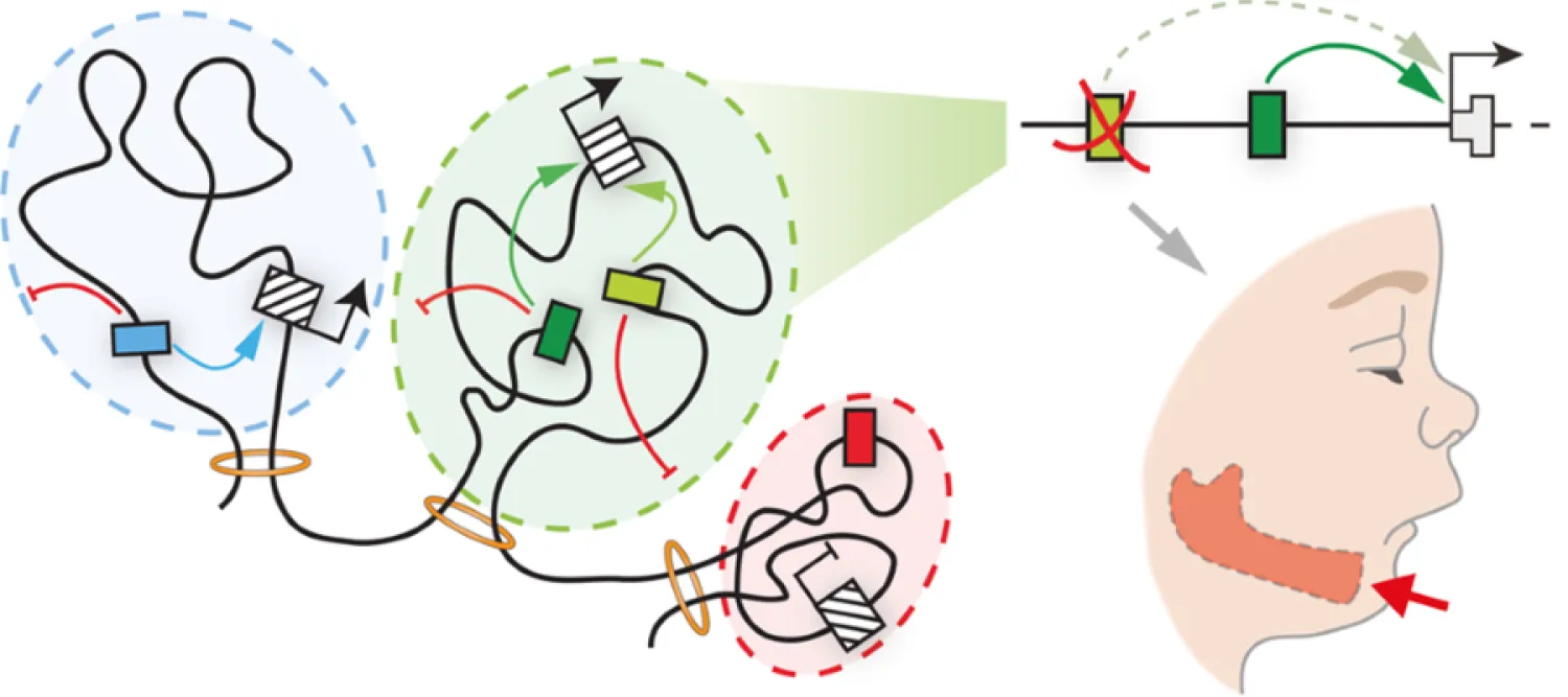 Gene Regulation in Human Craniofacial Development