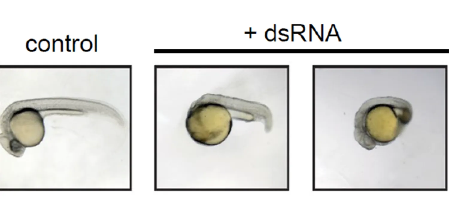 embryonic defects caused by unbalanced immune responses