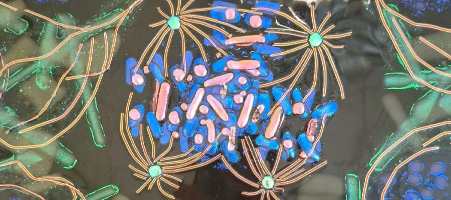 glass tile showing meiosis