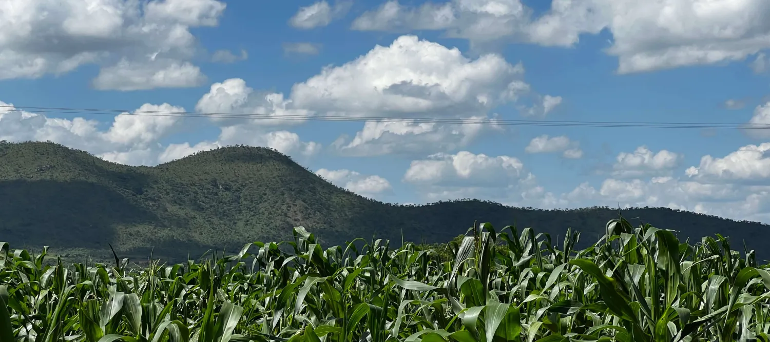 mountain scenery from a cornfield in Zimbabwe
