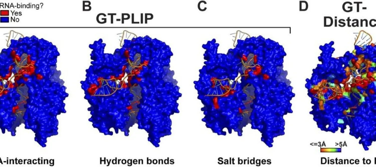 Cas9 binding DNA and RNA