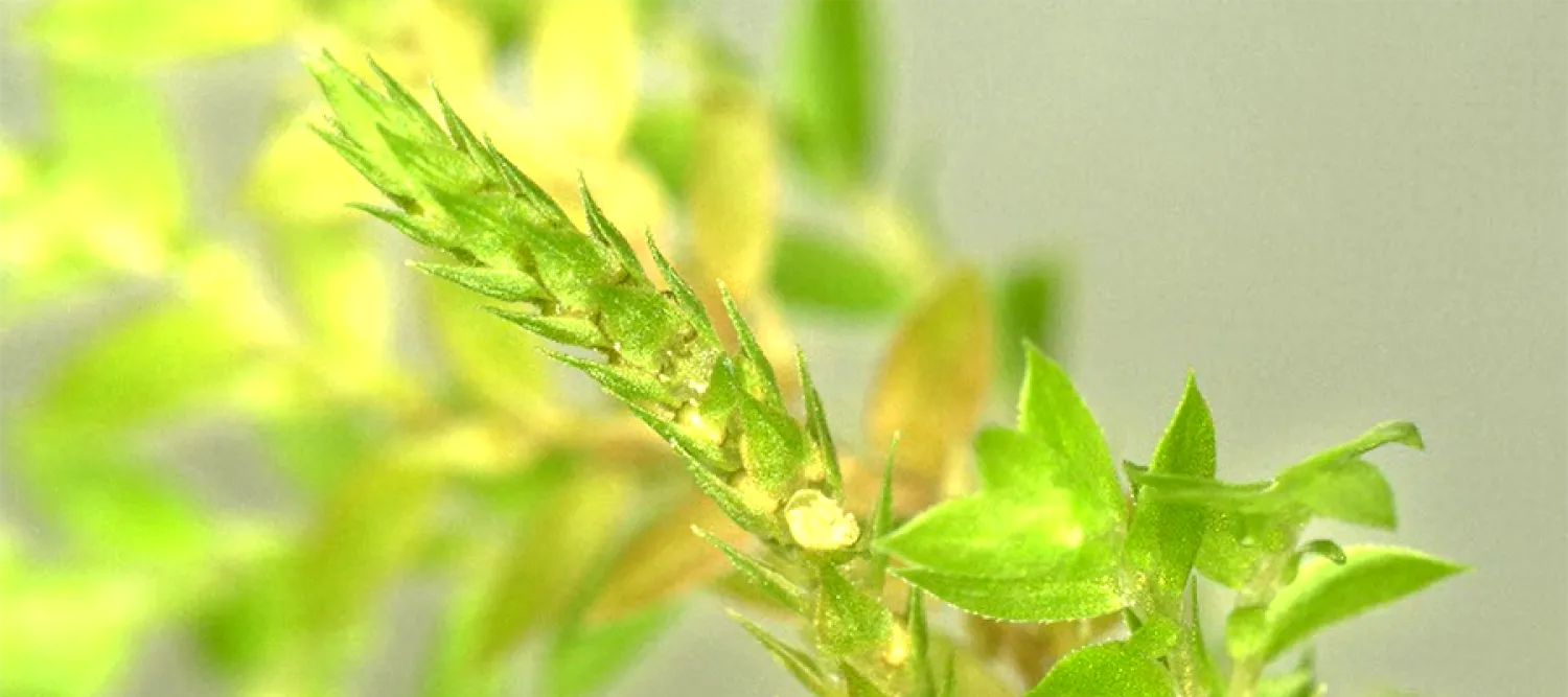 Screenshot from video of a strobilus of Selaginella kraussiana where one can see multiple microsporangia sacs dehiscing (opening) and being launched into the air by projectile action of the catapult-like movement of the bracts (sterile leafy structures that protect the sporangia during development).