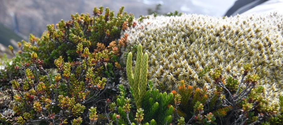 Moss picture