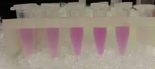 Photo of test tubes in a rack, half filled with a pink liquid