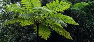 tree_fern