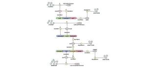 Diagram for Aleksic et al (2007) - see text for article link.