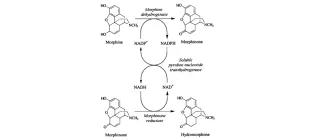 Diagram for Boonstra et al (2000) - see text for article link.
