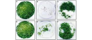 Diagram for French et al (1999) - see text for article link.