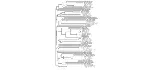 Diagram for French (2008) - see text for article link.