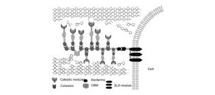 Diagram for French et al (2013) - see text for article link.