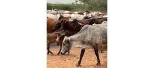 Herd of cattle at a farm in Ghana.
