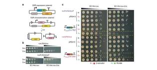 Diagram for Liu et al (2018) - see text for article link.