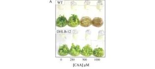 Diagram for Mena-Benitez et al (2008) - see text for article link.