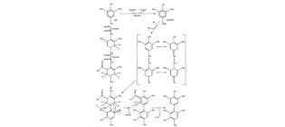 Diagram for Rosser et al (2001) - see text for article link.