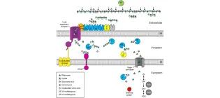 Diagram for Salinas and French (2017) - see text for article link.