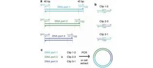Diagram for Trubitsyna et al (2016) - see text for article link.